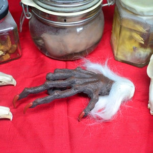 Könnte beinhalten: Eine Sammlung von konservierten Tierpräparaten, darunter eine Hand mit langen weißen Haaren, ein Vogelschädel und ein Glas mit einem konservierten Tier. Die Gegenstände sind auf einer roten Oberfläche angeordnet.