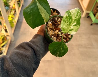 Monstera Albo Babies |  Variegated Aroid | Tropical Houseplant