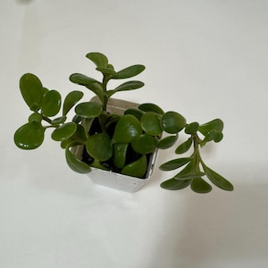 May include: A small jade plant in a square, silver-coloured container. The plant has thick, rounded, green leaves and several stems. The container sits on a white surface.