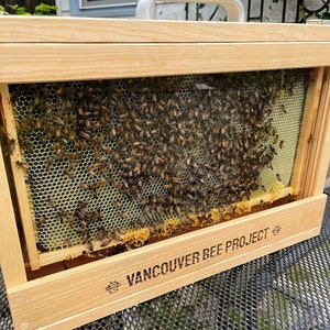 Observation Hive / Bee Hive / Apiary