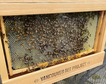 Observation Hive / Bee Hive / Apiary