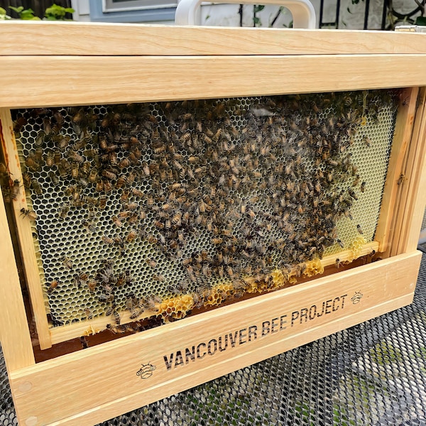 Observation Hive / Bee Hive / Apiary