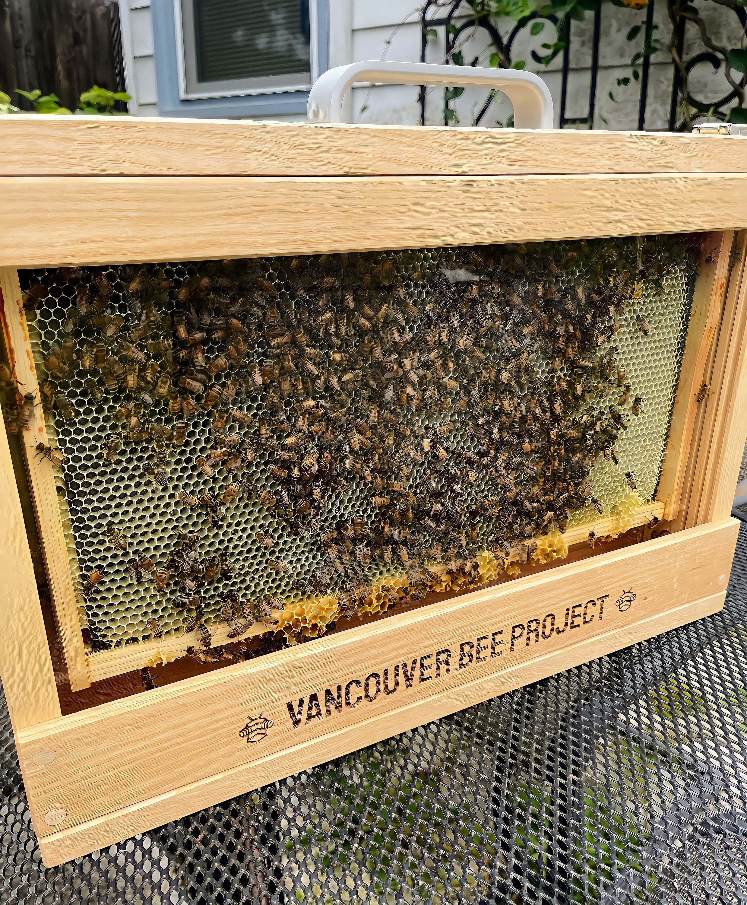 Meet this 7-year-old beekeeper whose passion for her hobby matches