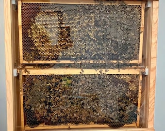 Kit Completo De Colmena Con 4 Marcos NUC Para Abejas - Ideal Para Principiantes