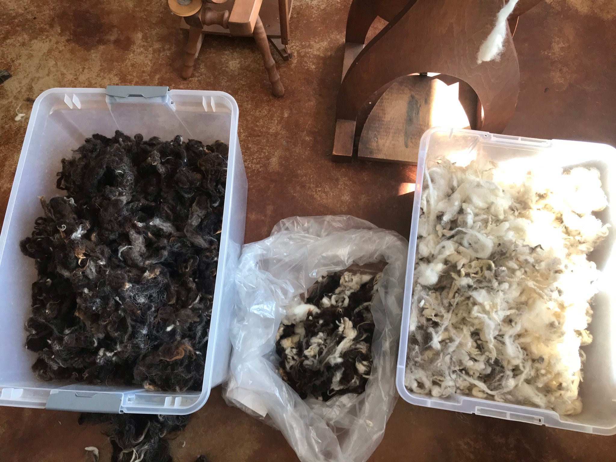 Shave Em to Save Em Jacob Sheep wool 100 sorted black Etsy