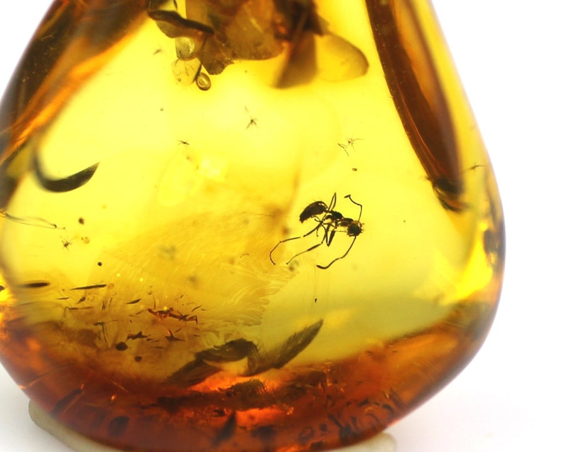 fossil 925 Sterling Silver 1,27 grams Genuine natural Baltic amber pendant with amazing great ANT insect inclusion