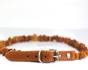 amber cat collar
