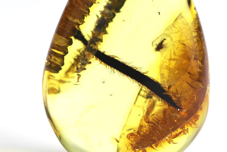 Rare Natural Baltic Amber with Insect Inclusion & Sterling Silver Pendant Rare Natural Baltic Amber with Insect Inclusion & Sterling Silver Pendant