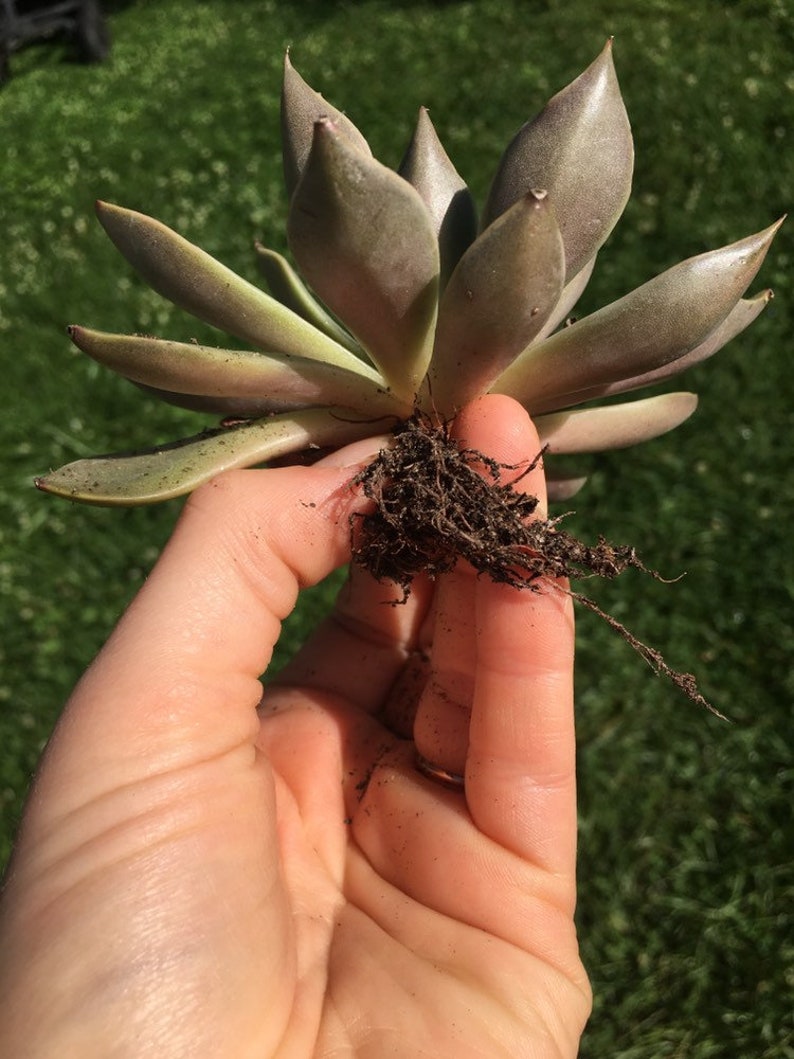 Echeveria mensa succulent live plant