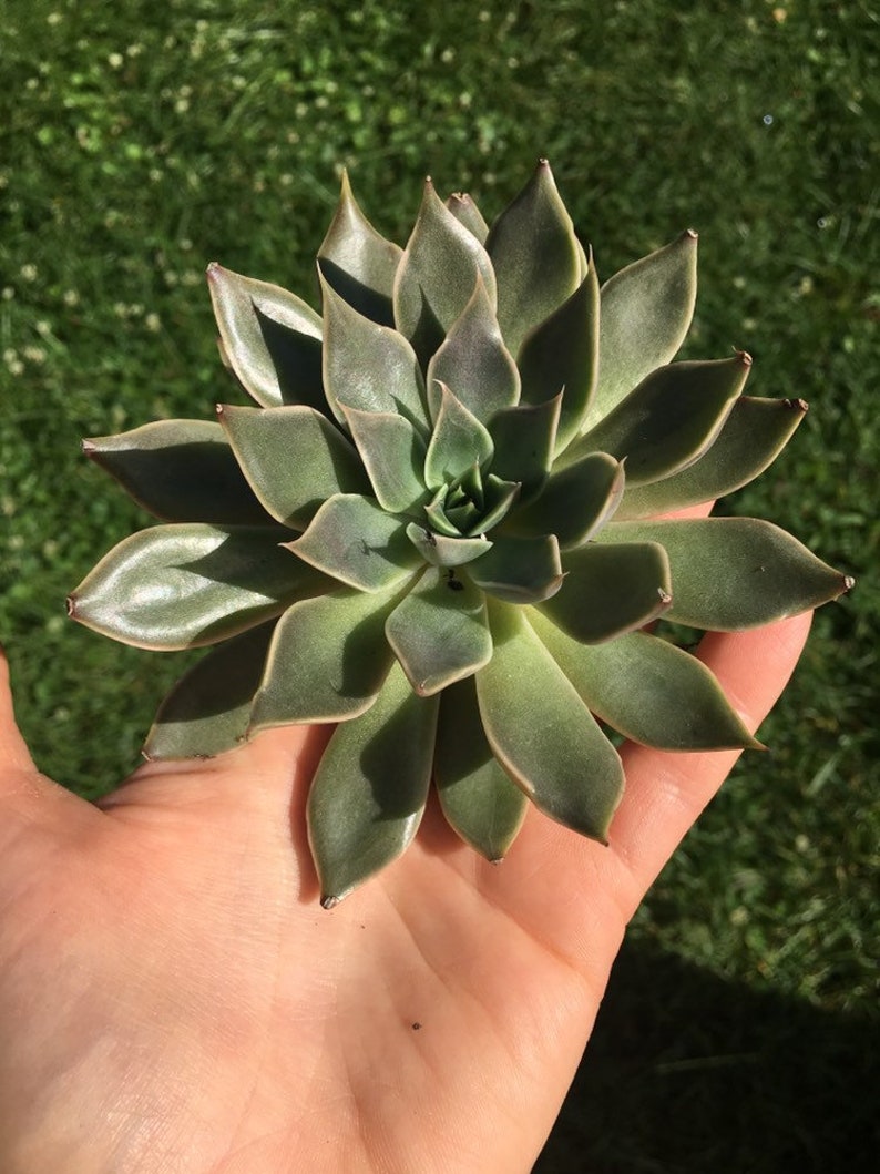 Echeveria mensa succulent live plant