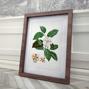 Stewartia Art Print 1/12 Dollhouse Vintage Botanical Illustrations Miniature Modern Decor