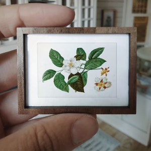 Vintage Botanical Illustration Art Print: 1/12 Dollhouse Miniature (Digital Download)