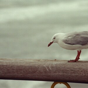 Photograph Sea Bird New Zealand Photo, digital download, instant download, travel photography, New Zealand, 35mm film, beach photo image 1