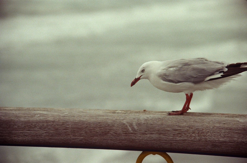 Photograph Sea Bird New Zealand Photo, digital download, instant download, travel photography, New Zealand, 35mm film, beach photo image 1