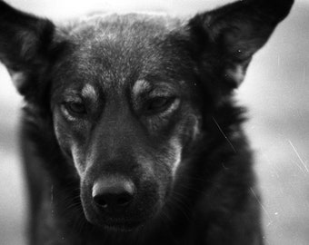 Photograph, digital download, Dog photo, 35mm film, Animal Photo, Dog Photograph, 35mm film photograph,  Animal Art