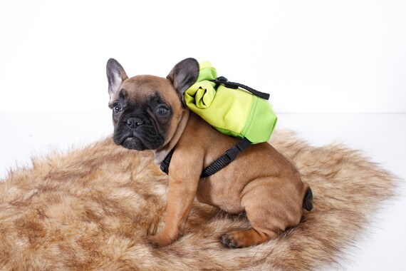 french bulldog backpack