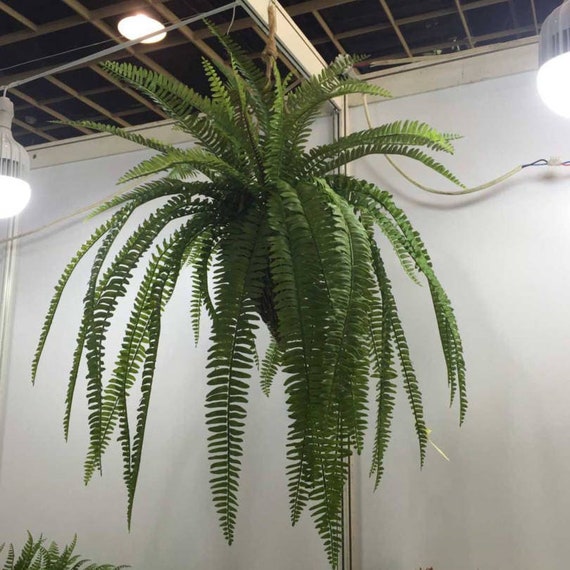 halskette kaktus Amulett Zeichen des Waldes'  Handgeschnitzte Nussbaum-Halskette mit  Lederband  etoni