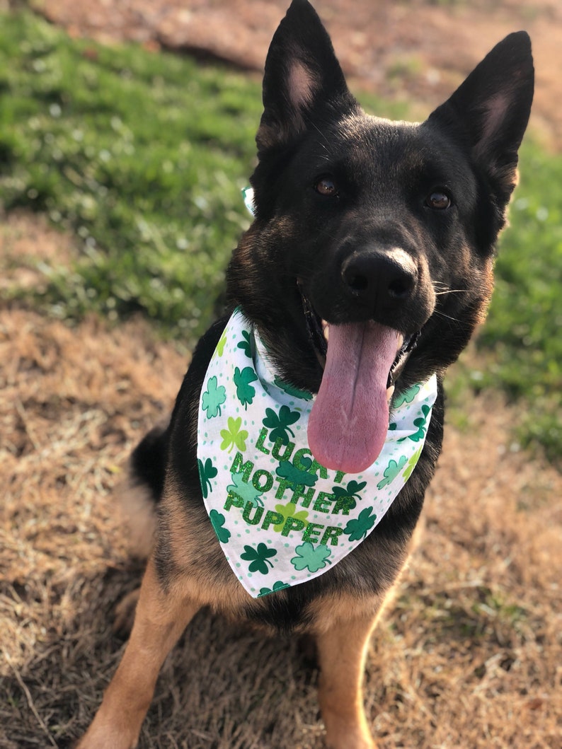 Cute Bandana Patrick/'s Day Dog Bandana CUSTOM St Pet Bandana Funny Bandana Sassy Bandana Lucky Mother Pupper