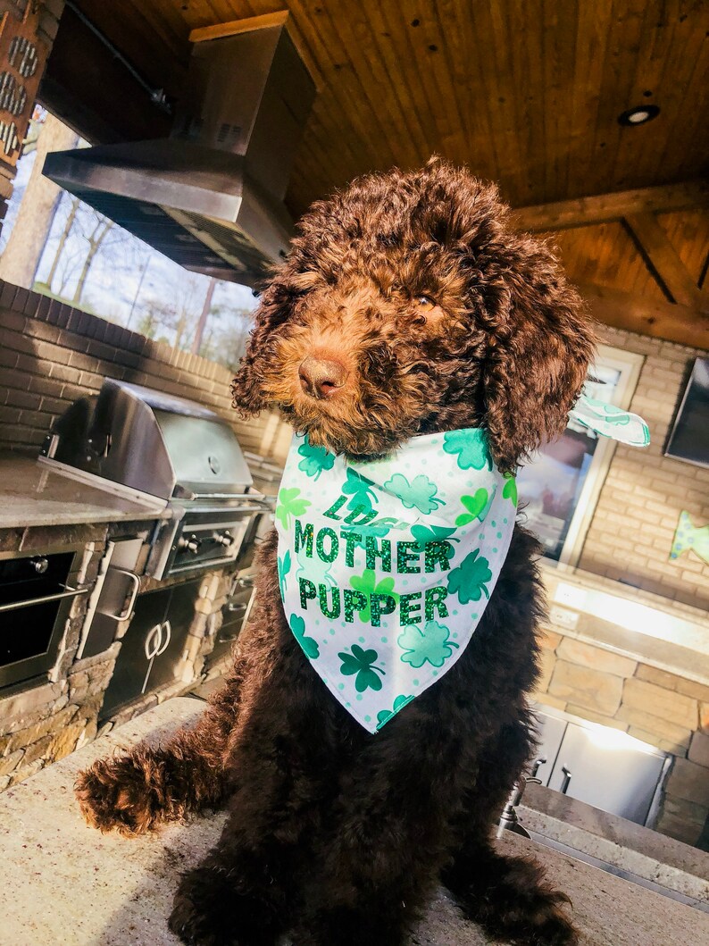 Cute Bandana Patrick/'s Day Dog Bandana CUSTOM St Pet Bandana Funny Bandana Sassy Bandana Lucky Mother Pupper