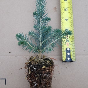 5 pack of  5-8 " Black Hills Spruce Seedlings, Beautiful Ornamental with Steel blue green color.  Christmas Tree