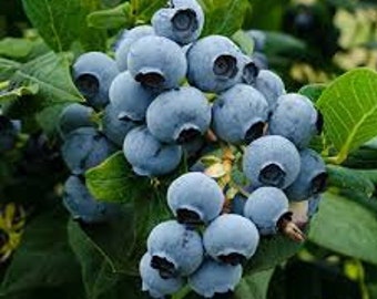 Duke Blueberry Bush  10-15" Large Berries, Great variety!