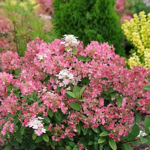 Little QUICK FIRE® Proven Winners ColorChoice Hydrangea - Panicle, 4" Pot  Beautiful Starts, Dwarf cultivar with early bloom time.