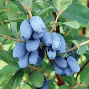 Indigo Gem Honeyberry (Haskaps),  2yr old plants 4-8" starter plants