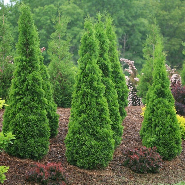 NORTH POLE® Proven Winners ColorChoice Arborvitae  Thuja occidentalis  'Art Boe' 8-10" tall.  conical evergreen ornamental