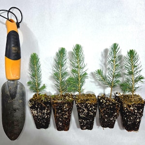 5 PACK  of  3-5" Plugs, Colorado Blue Spruce seedlings, Beautiful ornamental, Great Windbreak or Property Line Tree, Christmas Tree