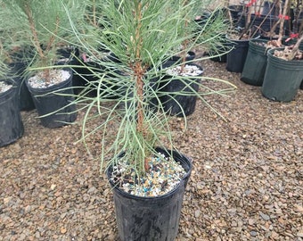 8-15"" Austrian Pine, Fast Growing Evergreen, Beautiful Ornamental