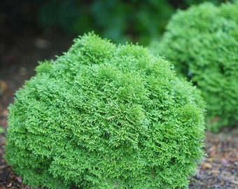 TATER TOT Proven Winners Arborvitae Thuja occidentalis 4" pot size '