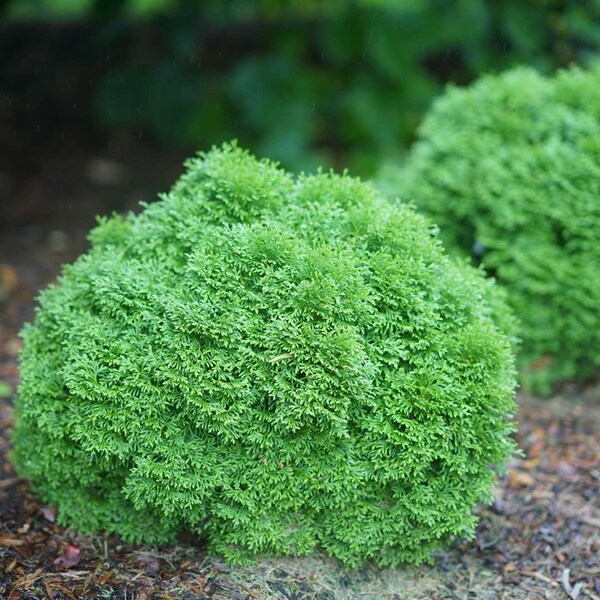 TATER TOT Proven Winners Arborvitae Thuja occidentalis 4" pot size '