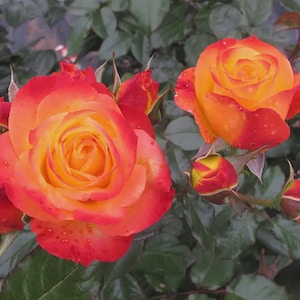 May include: Close-up of vibrant roses with a gradient of colors. The petals transition from a bright yellow center to shades of orange and red at the edges. Several buds and green leaves are also visible, creating a natural and colorful floral display.
