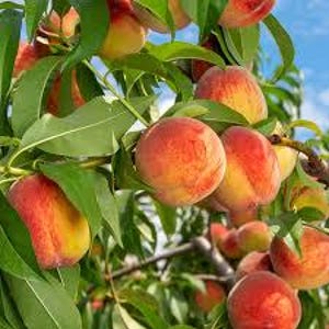 May include: Close-up of ripe peaches on a tree branch with green leaves. The peaches are a mix of red and yellow, with a slightly fuzzy texture. The background shows more peaches and a blue sky.