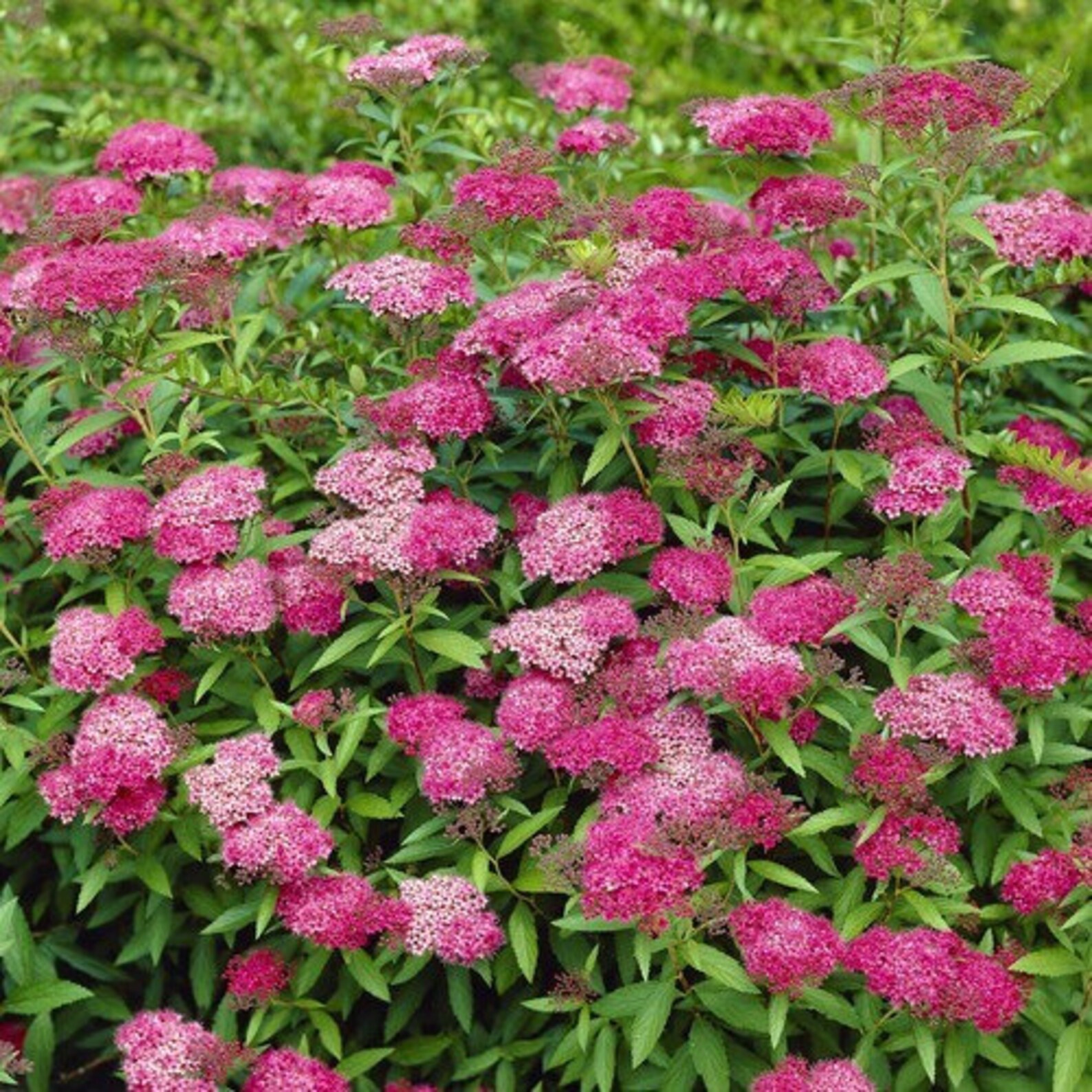 Anthony Waterer Spirea Spiraea japonica 'Anthony | Etsy