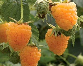 Raspberry &quot;Fall Gold&quot;  8-12&quot; tall  4&quot; pot size