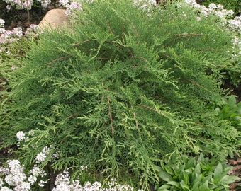 CELTIC PRIDE, Siberian Cypress, Proven Winners Color Choice Flowering Shrubs 4" pot '
