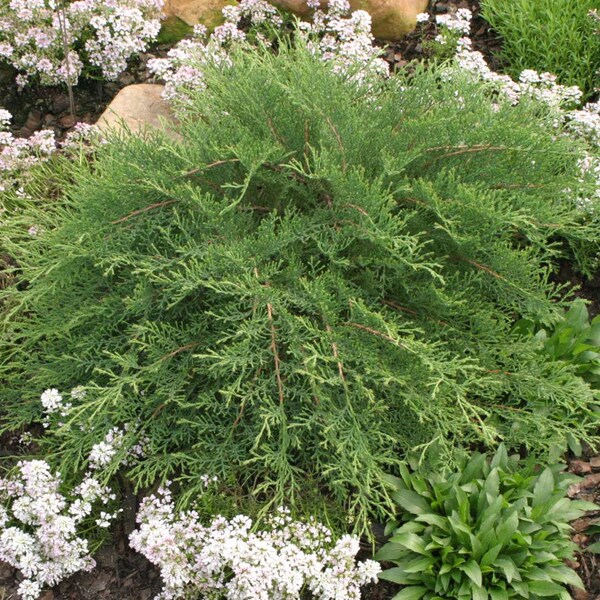 CELTIC PRIDE, Siberian Cypress, Proven Winners Color Choice Flowering Shrubs 4" pot '