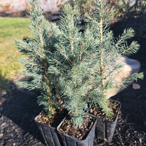 5 PACK , FREE SHIPPING, 8-10" Colorado Blue Spruce Transplant, Beautiful ornamental, Great Windbreak or Property Line Tree, Christmas Tree