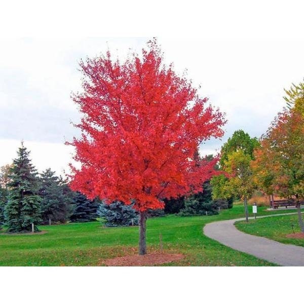 5-6 Ft Autumn Blaze Maple, Stunning Fall Color