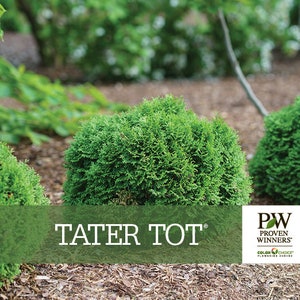 TATER TOT Proven Winners Arborvitae Thuja occidentalis 4&quot; pot size &#39;