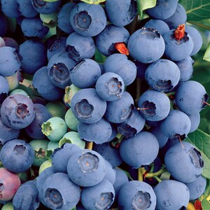 BLUECROP Blueberry Bush 12-18" Our Best Seller!