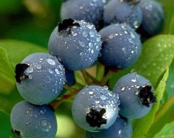 Northsky Blueberry Bush 8-10" Dwarf compact variety. Great Patio Blueberry