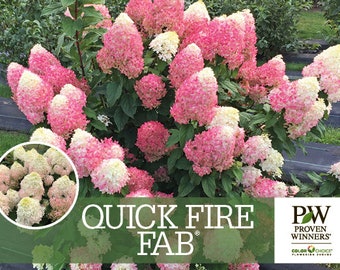 QUICK FIRE FAB® Proven Winners ColorChoice Panicle Hydrangea  Hydrangea paniculata.  4" pot size,Stunning changing color flower heads