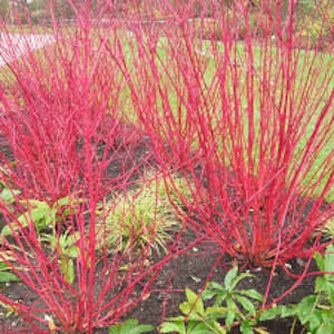 Set of 3 Artic Fire, Red Twig Dogwood, 4" pot,  Proven Winners, Compact Variety with Stunning Red Stems