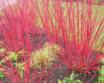 Set of 5, Coral Red , Red Twig Dogwood, 18-24" Tall  Compact Variety with Stunning Red Stems