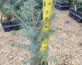 10-12" Serbian Spruce Transplant, Fast Growing Evergreen, Beautiful Ornamental with Steel blue green color