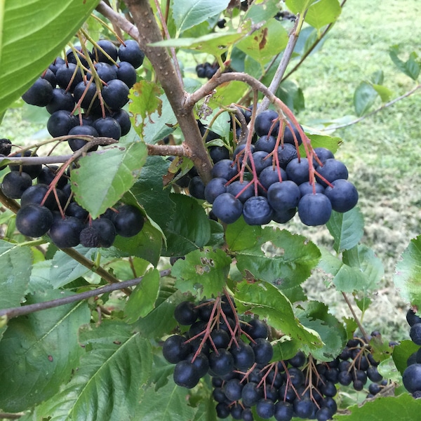 15-20" VIKING ARONIA berry plant. Starter plants, Quart pot size  Superfood Plant.