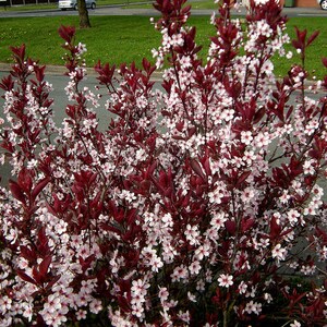 Set of 3 Purple Leaf Sandcherry, Beautiful hardy shrub with purple leaves and stunning pink blooms!   Bare Root size 8-12" tall