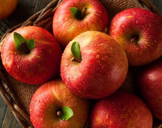 45 Ft Fuji Apple Tree Grafted Semi Dwarf Size American Etsy